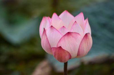 Close-up of pink water lily