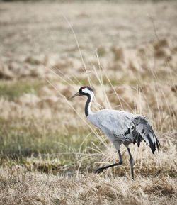 Side view of a bird on field