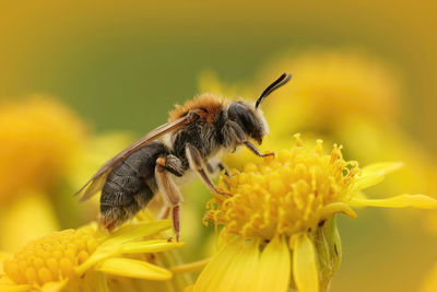 Colorful closeup on a female orange tailed mining bee, andrena haemorrhoa on yellow senecio jacobea