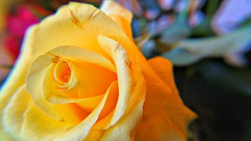 Close-up of rose blooming outdoors