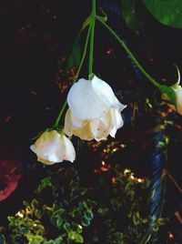 Close-up of white rose