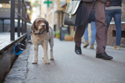 Low section of man walking by dog on footpath