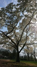 Low angle view of tree in forest