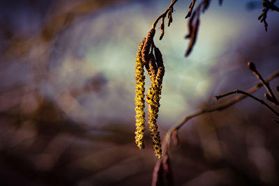 Close-up of flowering plant against blurred background