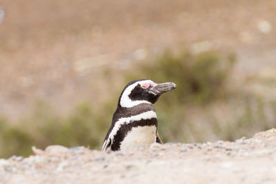 Close-up of bird on rock