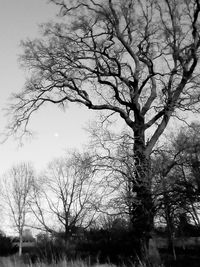 Low angle view of silhouette bare tree against sky