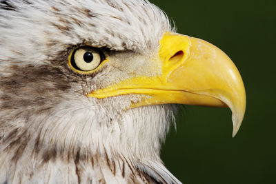 Close-up portrait of owl