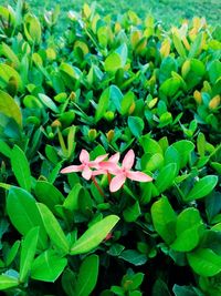 Close-up of flowering plants on field