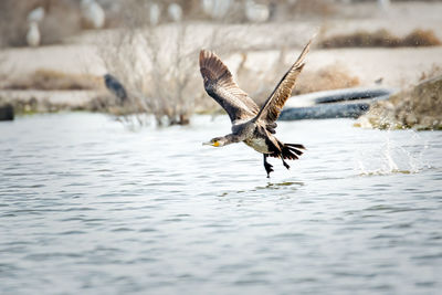 Socotra cormorant in flight