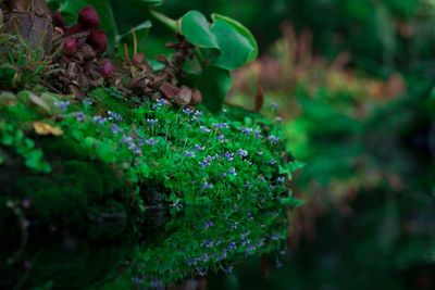 Close-up of purple wildflowers and moss on rock in forest