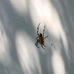 Close-up of spider on web