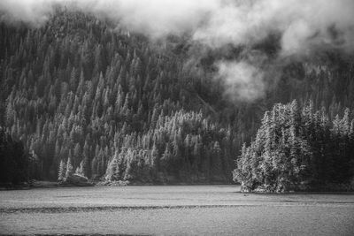 Lake against trees in forest