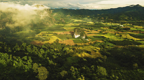 High angle view of trees growing in farm