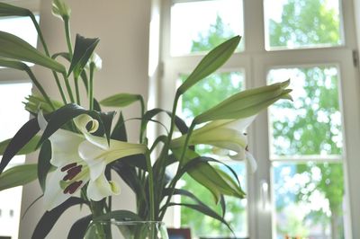 Close-up of plant against window at home