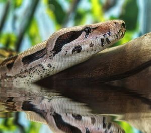 Close-up of lizard on tree