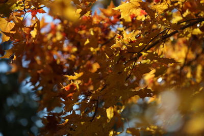 Close-up of yellow maple leaves on tree