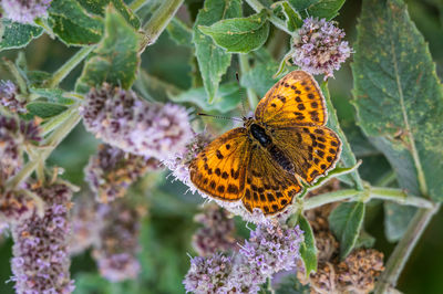 Close-up of butterfly on purple flower