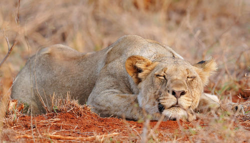 Close-up of a cat lying on field