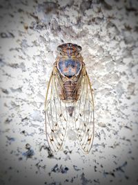 Close-up of insect on wall