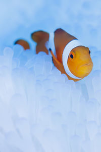 Close-up of anemonefish swimming in sea