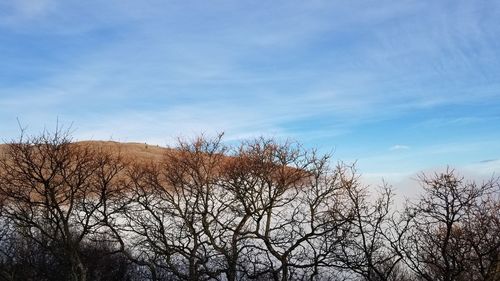 Low angle view of bare trees against sky