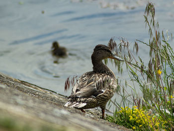 Duck in a lake