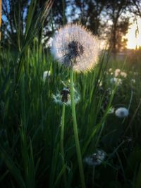 Close-up of dandelion on field