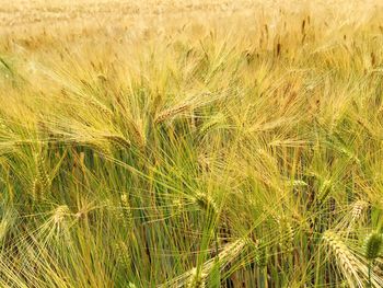 Close-up of wheat field