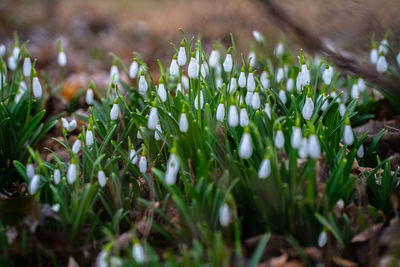 Close-up of flowering plants on field