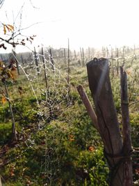 Close-up of spider web against sky