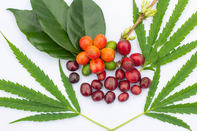 Close-up of fresh fruits on plant against white background