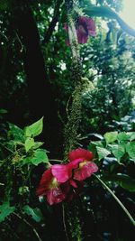 Close-up of pink flowering plant