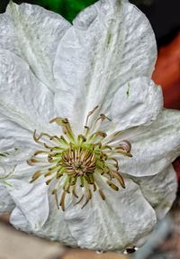 Close-up of white flower