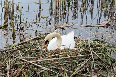 Swan swimming in lake