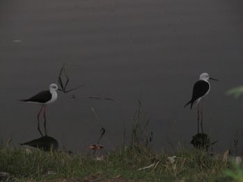 Birds in calm water