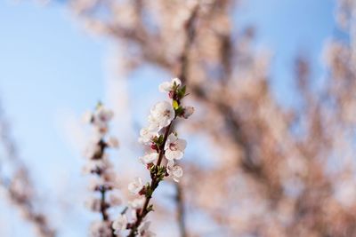 Close-up of flower on tree