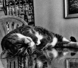 Close-up portrait of cat