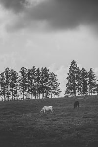 View of horse grazing in field