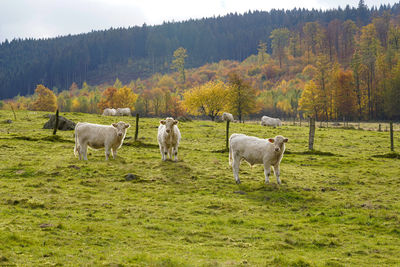 Cows in nature, kühen im weide, gazing cows