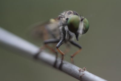 Close-up of bird perching on metal