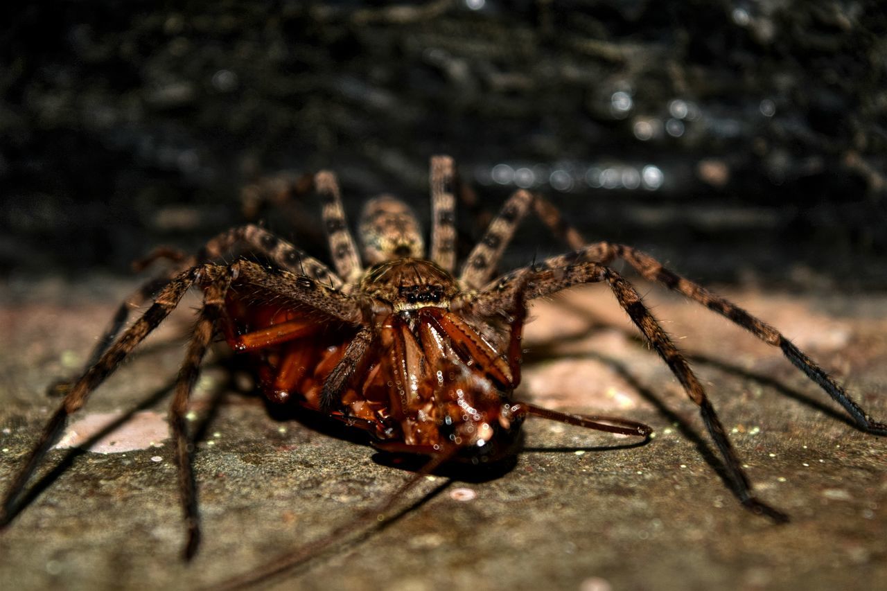 Spider eating a 🐝