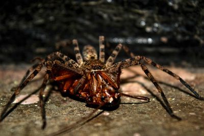 Close-up of spider