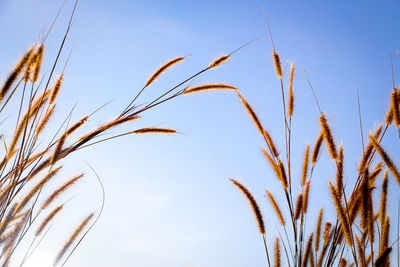 Low angle view of plants against clear sky