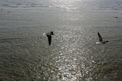 Bird flying over sea