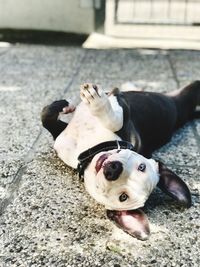 High angle portrait of dog on street