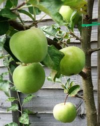 Close-up of apples on tree