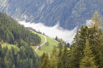 Panoramic view of pine trees in forest