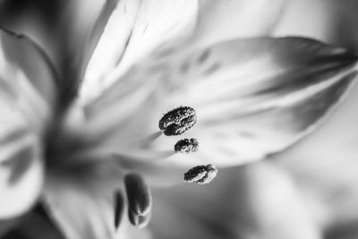 Close-up of flower against blurred background