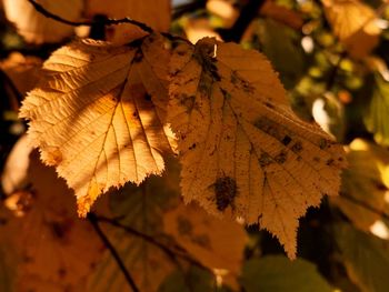 Close-up of autumnal leaves