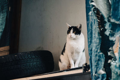 Cat sitting on floor at home